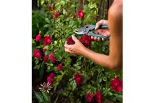 Gül Bakımı Nedir ve Nasıl Yapılır? Gül Bakımı Nedir ve Nasıl Yapılır?