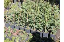 Gül Fidanı Türleri ve Özellikleri Gül Fidanı Türleri ve Özellikleri