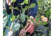 Gül Nasıl Budanır? Gül Nasıl Budanır?