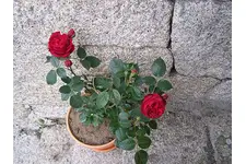 Gül Nasıl Dikilir? Gül Nasıl Dikilir?