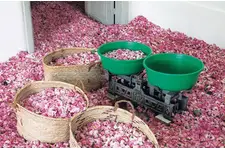 Gül Suyunun Yüze Faydaları Nelerdir? Gül Suyunun Yüze Faydaları Nelerdir?