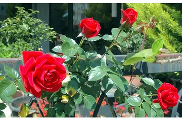 Gül Ağacı Türleri ve Özellikleri