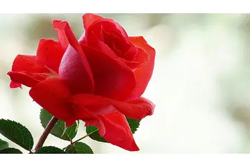 Gül Çiçek Türleri ve Özellikleri