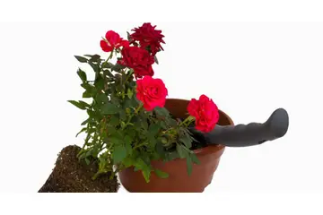 Saksıda Gül Nasıl Yetiştirilir?