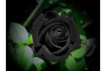 Siyah Gül Türleri ve Özellikleri